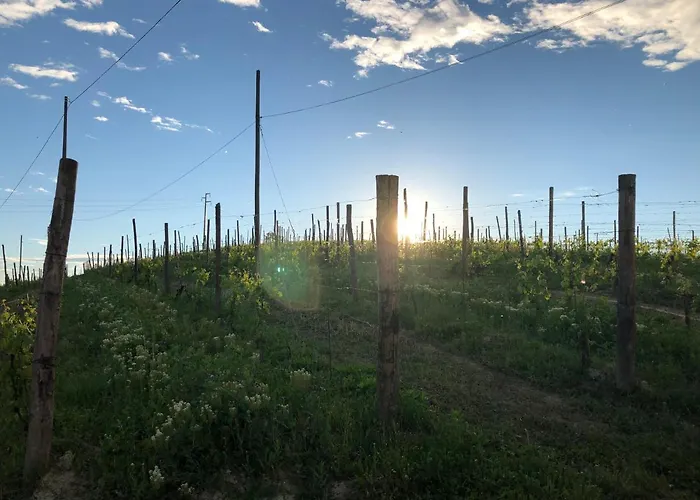 Vigneto Bed & Breakfast